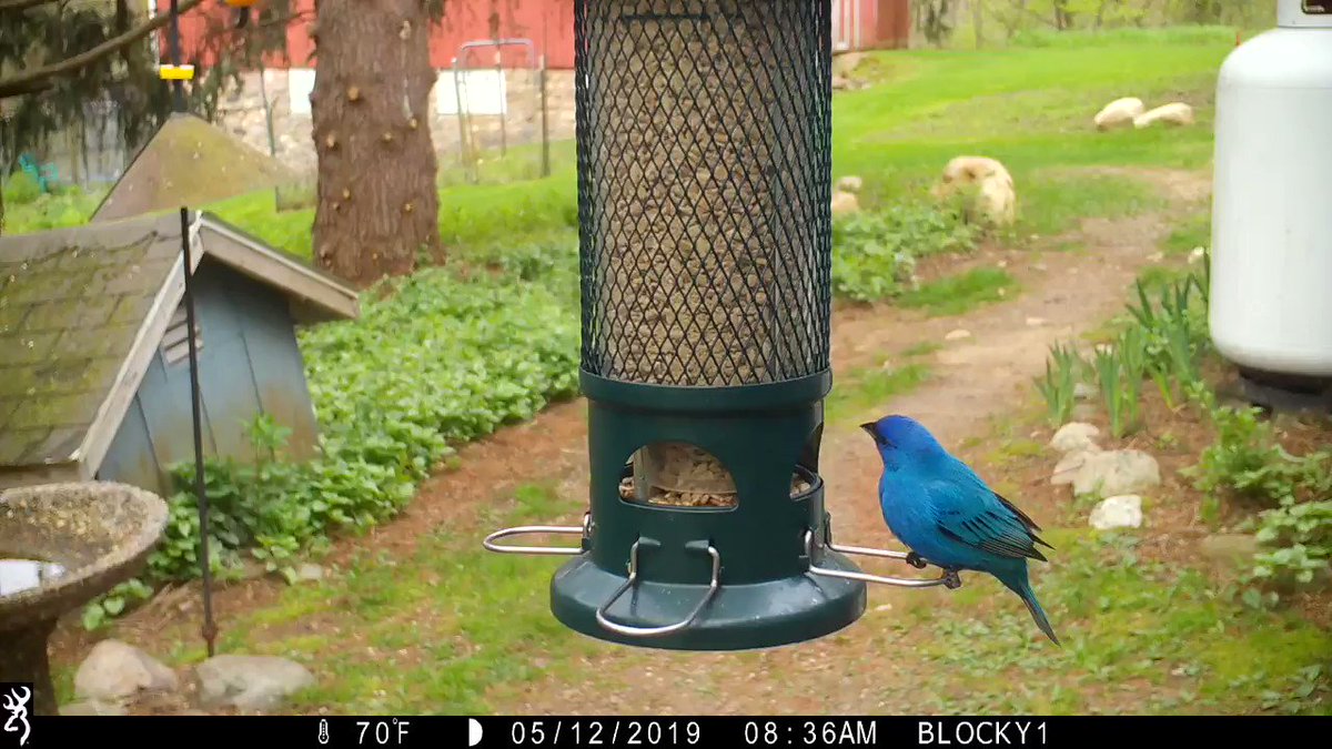 Bob Tarte On Twitter Dazzling Electric Blue Indigo Bunting At