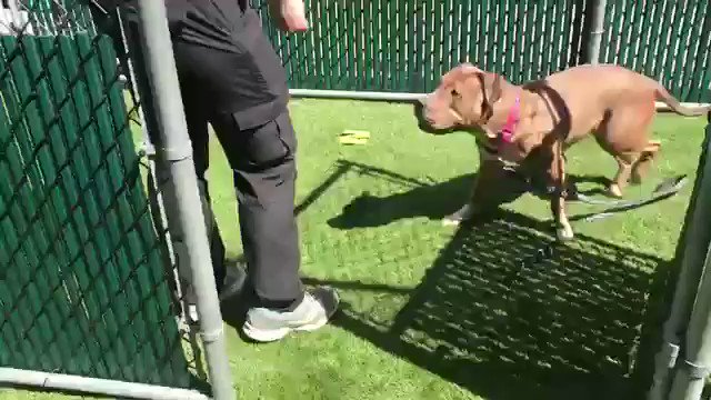 POPPY ISN’T TRAINING FAST ENOUGH FOR THE @NYCACC SO SHE DIES THURSDAY. A stray, learning before her eyes on this video. Not good enough! Needs our pledges via @chortletown to find a Rescue, Foster/Adopter. Her ID: #62004. Sharing = Saving. PLEASE RT POPPY! https://www.facebook.com/mldsavingnycdogs/photos/a.745242932328646/981422928710644?type=3&sfns=mo …