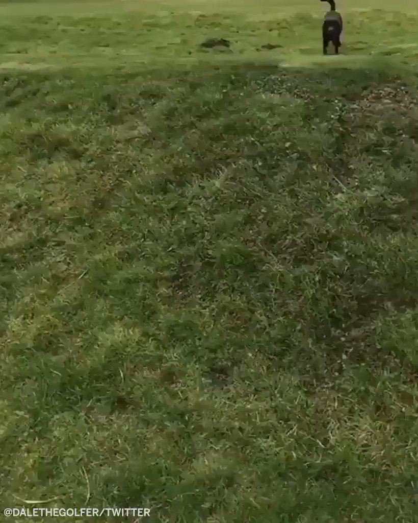 Very good boy and top-notch golfer ๐๐ถ (via @dalethegolfer)