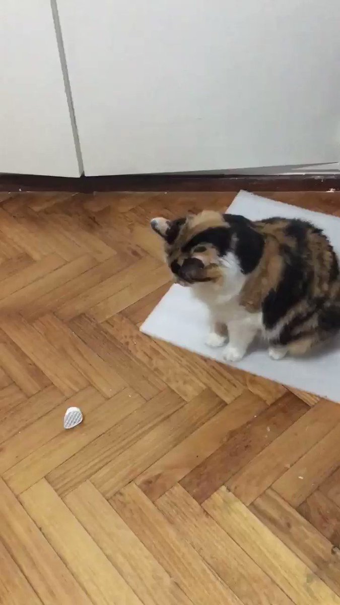 Wait for it xD #Cat #FutbolPlayer #LOL #Kitty @CondesaAda #miercoles #Wednesday #cute Rt