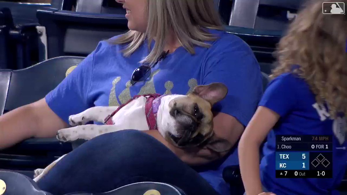 This good doggo’s had a ruff week.