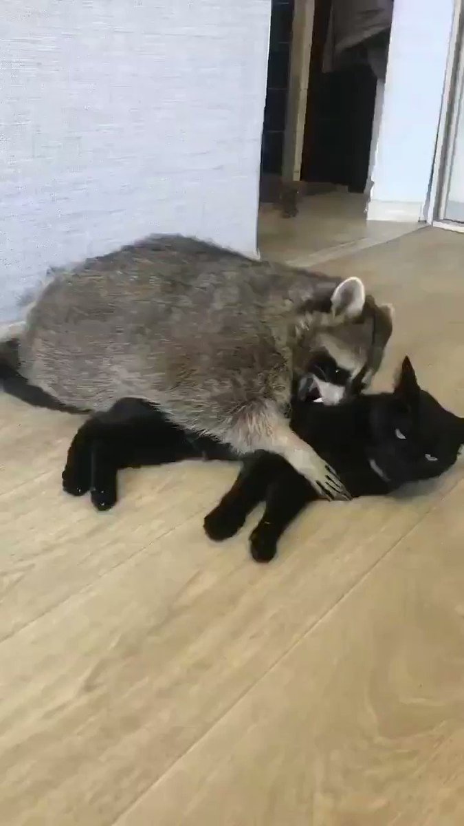 Not sure this kitty is consenting to this trash panda mauling. #MeowToo