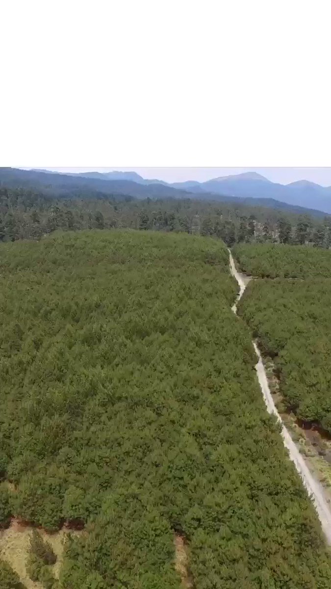 Para mejorar las condiciones de nuestro medio ambiente, reforzaremos la campaña de reforestación 2019 en el #Edoméx.