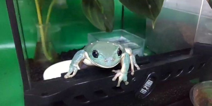 メキシコフトアマガエルのtwitterイラスト検索結果 古い順 メキシコフトアマガエルのtwitterイラスト検索結果 古い順