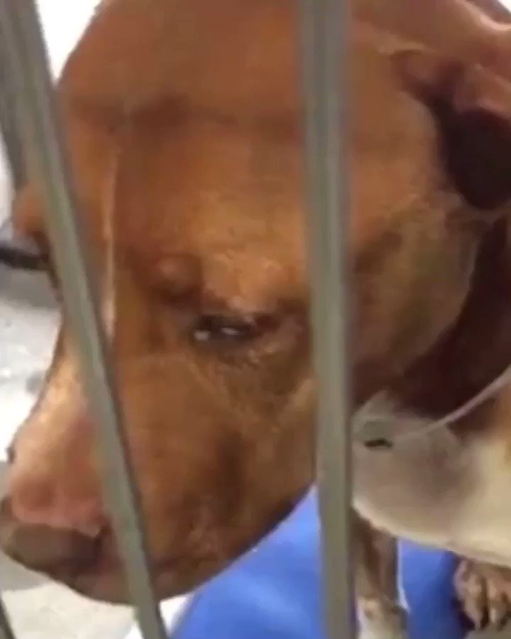 HEART💔 BROKEN
Daisy yearns for attention in her kennel. She was surrendered with a large mass #DowneyShelter opt mass removal and Daisy is recovering well
we need to get her out ASAP
ID #A5272180
☎️562- 940-6898
Daisy update 🔛 #instagram
#LAadopt
https://instagram.com/p/BxjTeg9lgFp/