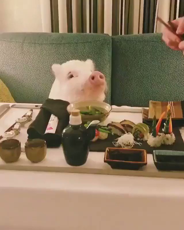 La única manera de tener cerdo para cenar... es invitándole a sushi vegano 😍😍😍 🐷
Vía Christopher the Pig