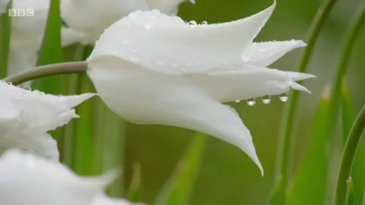 Gardeners World Live's photo on #gardenersworld