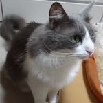 寂しそうな声の猫ちゃん。名前を呼んだらめちゃくちゃ嬉しそうにお返事した!