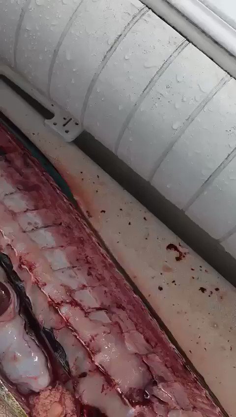 Esto es muy fuerte, muy terrible, mucho miedo...