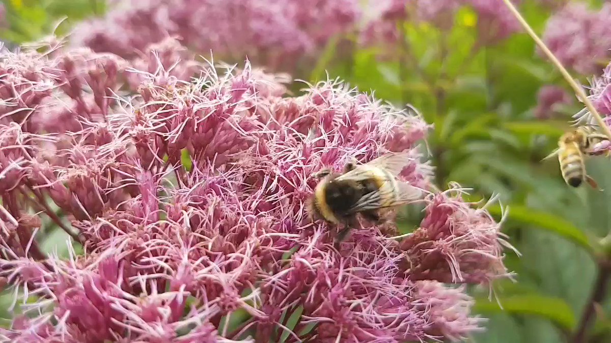 Chris Howell's photo on #gardenersworld