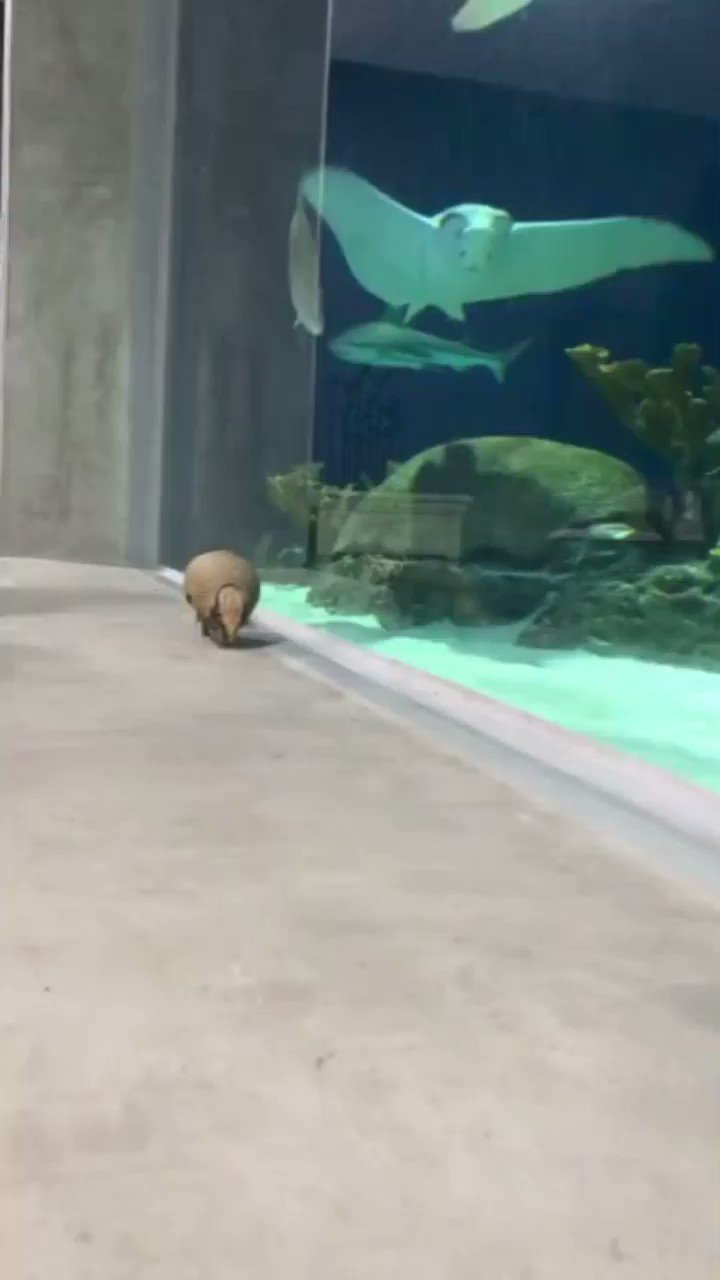 OdySea Aquarium (OdySeaAquarium) / Twitter
