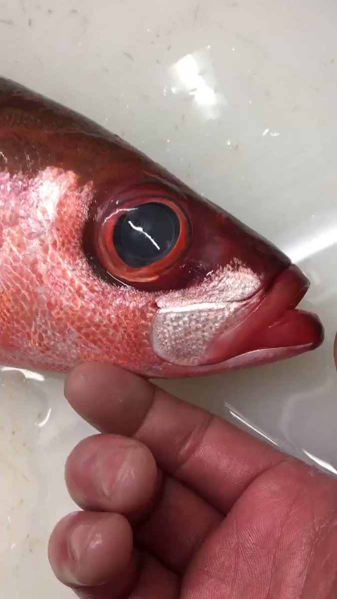 ハチビキの特徴 見分け方 写真から探せる魚図鑑