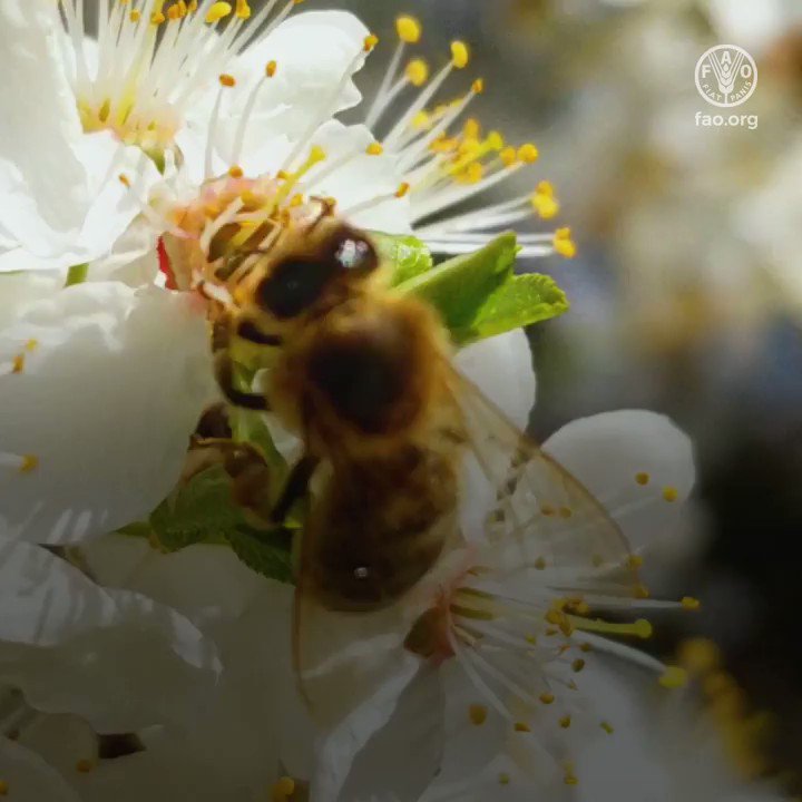 🚫No bees 🐝🐝🐝
⬇️
🚫No pollination 🌻
⬇️
🚫No plants 🌱
⬇️
🚫No food 🍎
⬇️
🚫No life 🌍
#WorldBeeDay #Savethebees #ZeroHunger