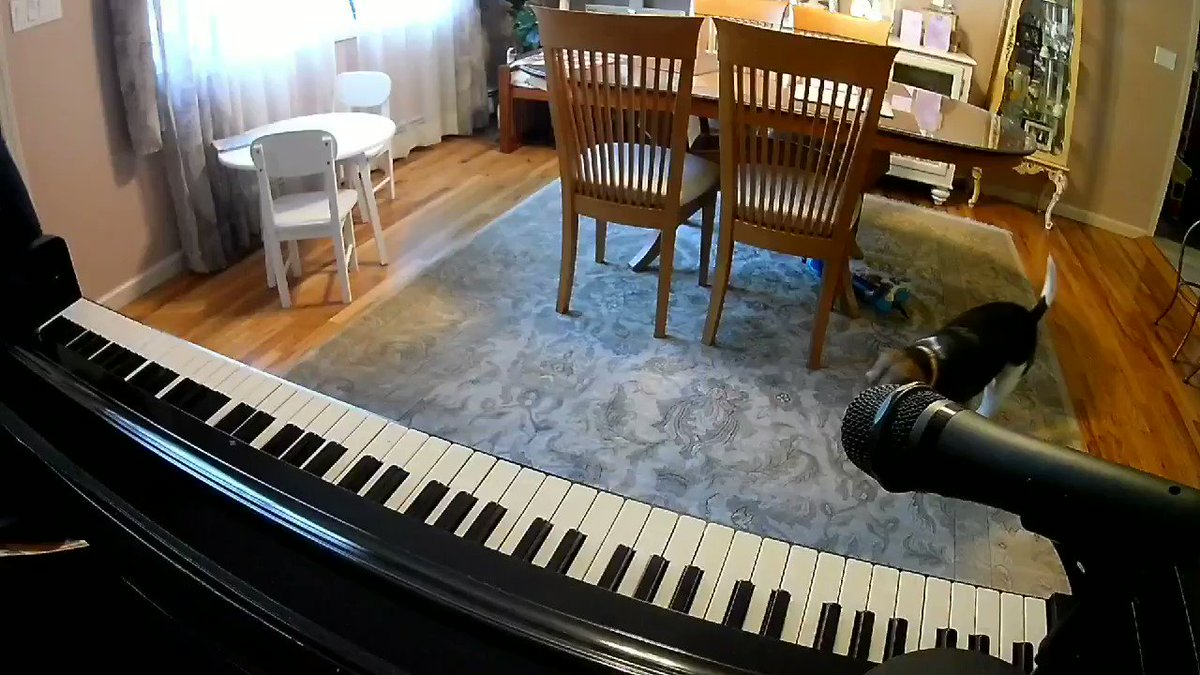 For ππ©#NationalRescueDogDay πΆπΊHere is my cover of Werewolves of London by @OfficialWZevon @WarrenZevonPage AROOOOOOOOOOO!!! #MondayMood #mondaythoughts #adoptdontshop #dogs #buddymercury
