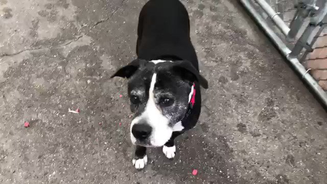 DUMPED AFTER 12 YEARS, OREO FACES DEATH TUESDAY. This is unspeakable. Loyal to the humans, then they had a 3rd child and he went to the kill shelter. We MUST save Oreo: an Adopter/Foster or pledges via @chortletown to find a Rescue. ID #60738 PLEASE RT https://www.facebook.com/mldsavingnycdogs/photos/to-be-killed-52119-12-years-young-and-given-up-for-a-new-baby-how-can-people-liv/970297423156528/ …