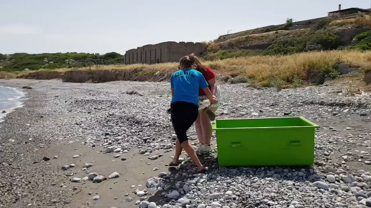 Loggerhead #turtle making her way back to the #sea thanks to the great work of SPOT and the local #fishers. First live turtle of my final #PhD field season! @ExeterMarine @annettebrod @BrendanGodley @jamieshutler @UofE_Research @JustSeaTurtles @UoExeterCEC @UoExeterCGES