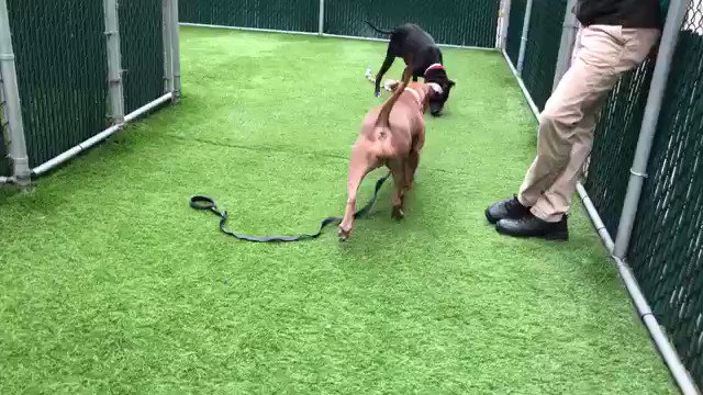 THEY WILL KILL CHARLOTTE THURSDAY BECAUSE SHE DIDN’T LEARN QUICKLY ENOUGH. Friendly, likes people, and yet she has bitten. A Rescue attracted by our pledges via @chortletown are Charlotte’s only hope. Her ID (she’s the tan dog) is #57023 PLEASE RT HER https://www.facebook.com/mldsavingnycdogs/photos/to-be-killed-52119i-have-been-returned-050719poor-charlotte-is-back-in-the-shelt/945012752351662/ …