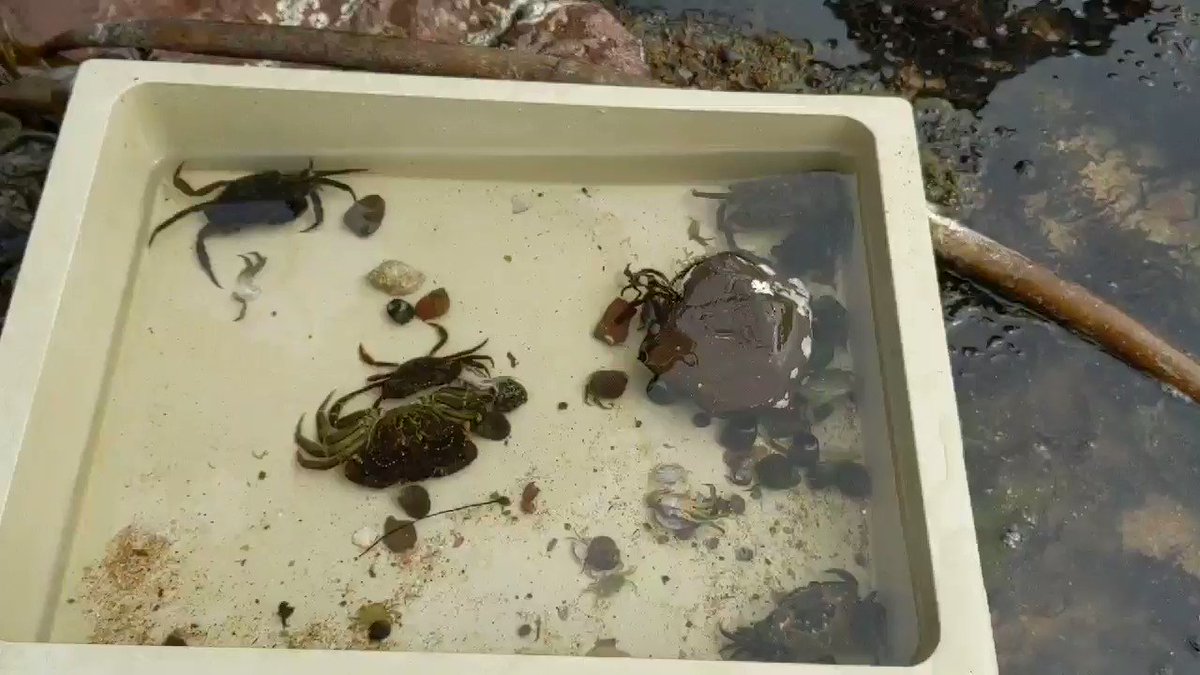 Brilliant adventure at the Scottish seabird centre with S1 today @official_DHS #beachcombing#STEM https://t.co/5LLEmaeWw9