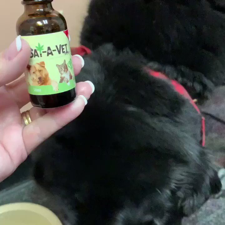My senior dog acts like a puppy after he gets his CBD oil on his food. Love that I found something natural to help him & it last 12 hours. #cbd #satavet #purecannaceutical #hemp #jointpain #hippain #petpain #natural @Miragespa_stl