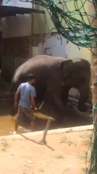 .@rickygervais Wanton brutality on a helpless elephant..why.. to crush all resistance for ready use in tourism..it's life now reduced to a tick on a holiday makers bucket list, the swaying showing deep mental damage & despair. Tell @ABTAtravel @TUIUK to ban brutal ads now