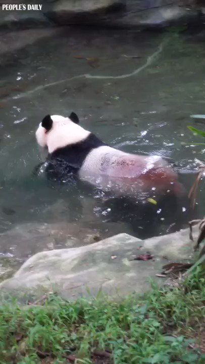 Giant Panda Swimming
