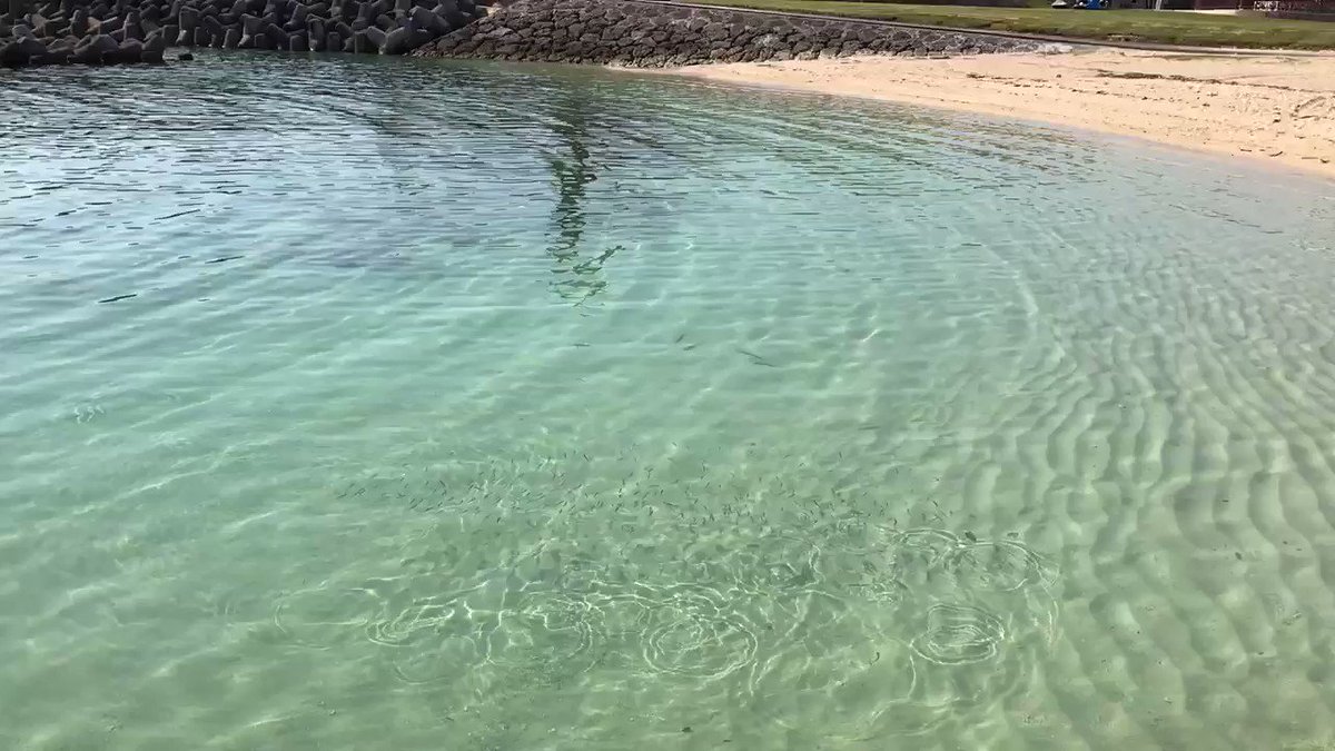 Gooood morning Okinawa!! A Great weather for swimming such like them!! Have a good day!!#okinawa #beach #fish #sunny