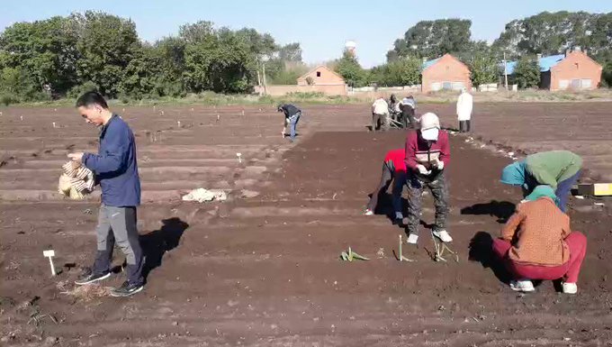 Video insertado