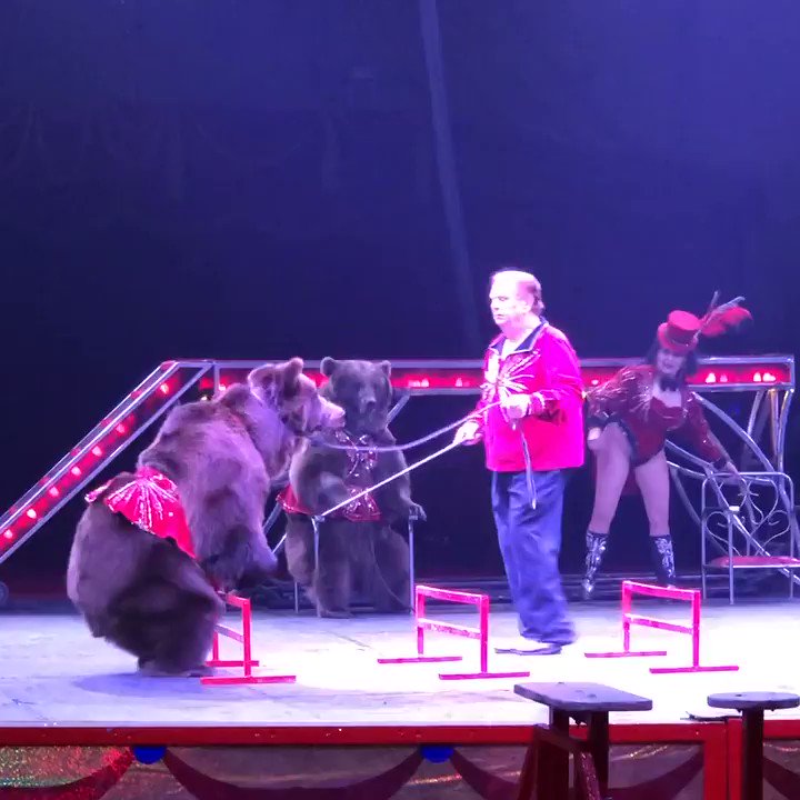 He smacks these bears with a stick throughout the show to make sure they stay scared enough to perform 😡 They live in a constant state of fear.
Tell Castle’s Bears to stop abusing bears: http://peta.vg/2hw5 #BoycottAnimalCircuses