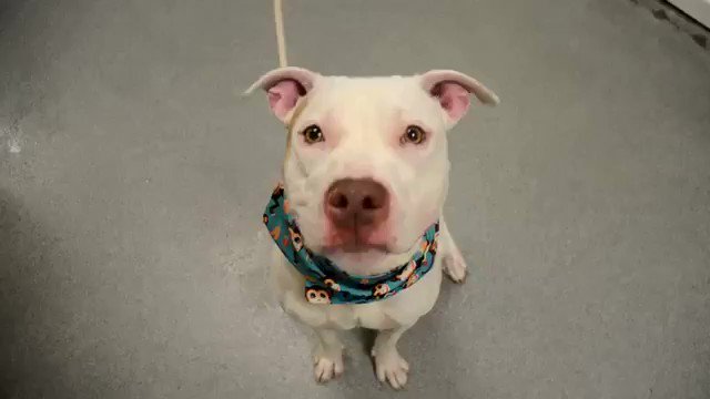 HUG-HAPPY, PATIENT, AFFECTIONATE HELIOS MAY DIE TOMORROW. Look at his video: it is not fanciful to call him “centered.” Yet his human dumped this good boy who needs our pledges via @chortletown to find a Rescue or Adopter/Foster. ID #62815 PLEASE RT HELIOS https://newhope.shelterbuddy.com/Animal/Profile/Index/78974fcf-c22a-44f7-a3b3-a555dd5db139 …