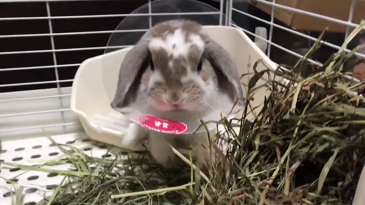 去勢について その2 まこら先生と下僕たち
