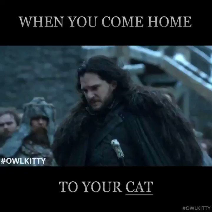 OwlKitty (@Owl__Kitty) on Twitter photo 2019-05-26 09:14:29 Cat people can relate... #GoT #JonSnow Cat people can relate... #GoT #JonSnow