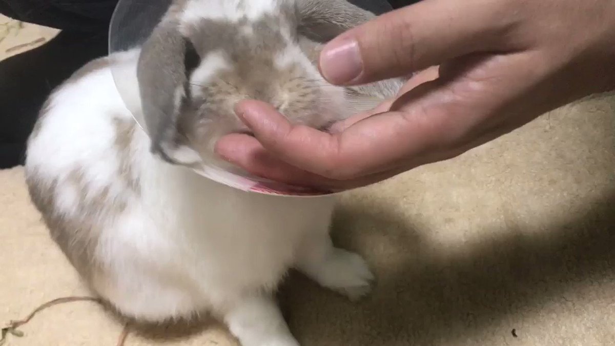 去勢について その2 まこら先生と下僕たち