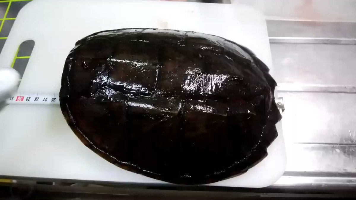 野生を食べよう カミツキガメの唐揚げ Togetter