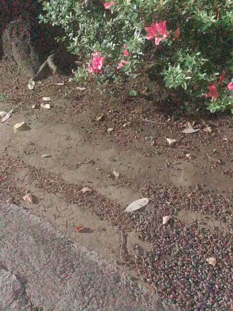 閲覧注意 ダンゴムシが家の近くで大量発生してるので 他所はどうかな