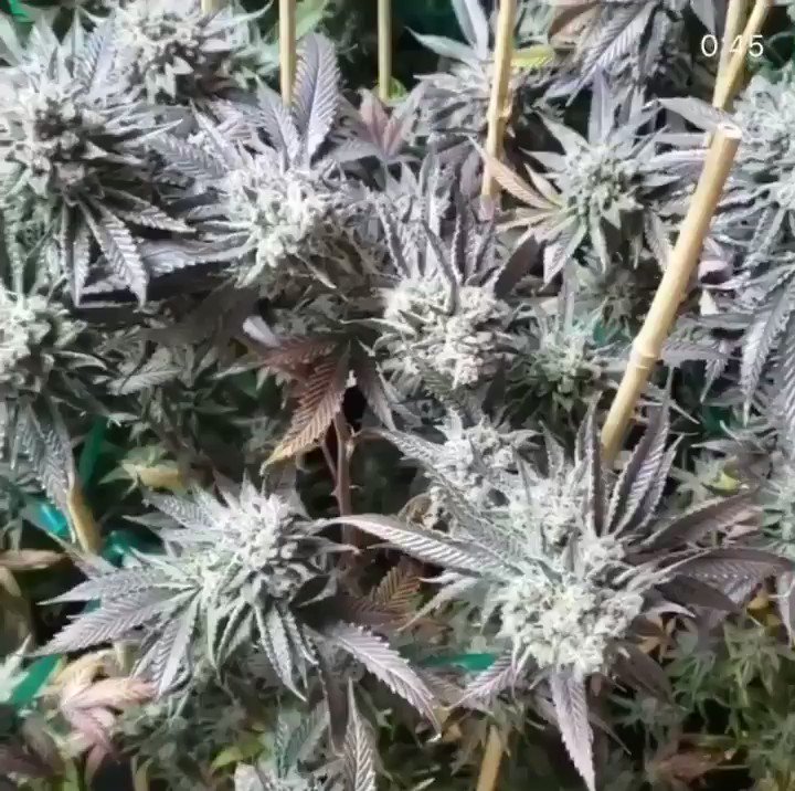 2 lights of cherry cookies 🍪 f3 going to hit atleast 3+ a light may even be 4.... Stay Tuned @jack_ctcc Nutrients: @lovetreesofficial.
.
.
#lovetreesofficial #lovetreescali #californiatopcrop #cherrycookiesf3 #growyourown #smokeyourown #rollyourown