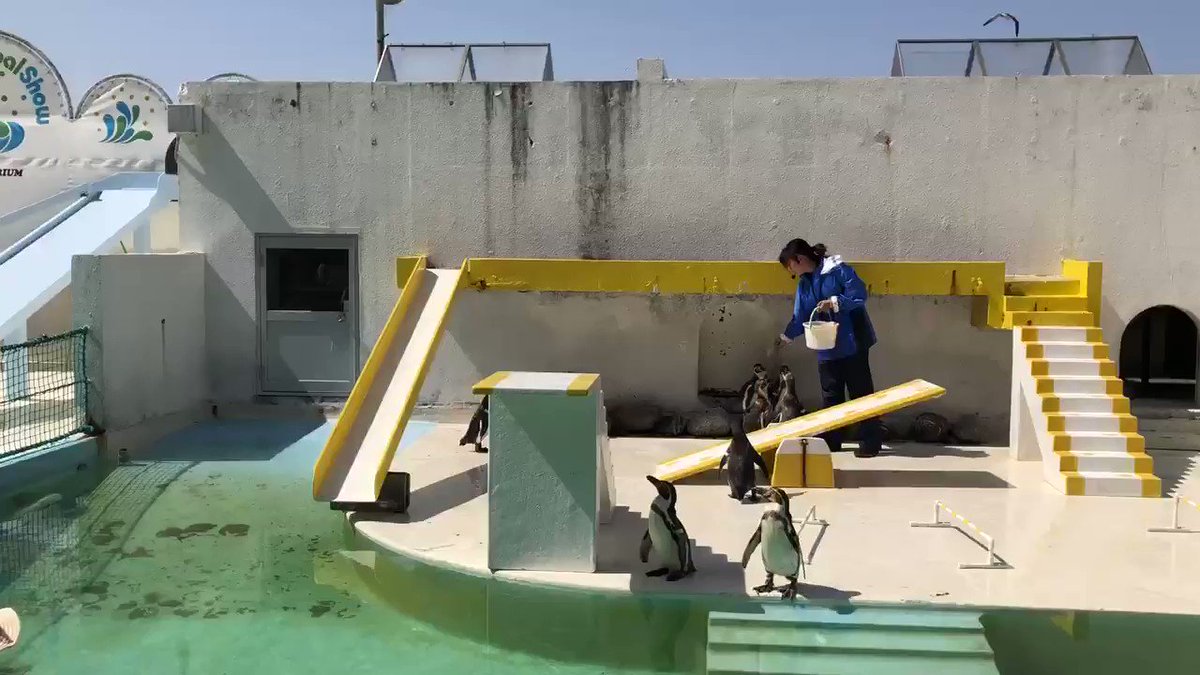 全く言う事を聞かないペンギンショーが逆に面白い Togetter 全く言う事を聞かないペンギンショーが逆に面白い Togetter