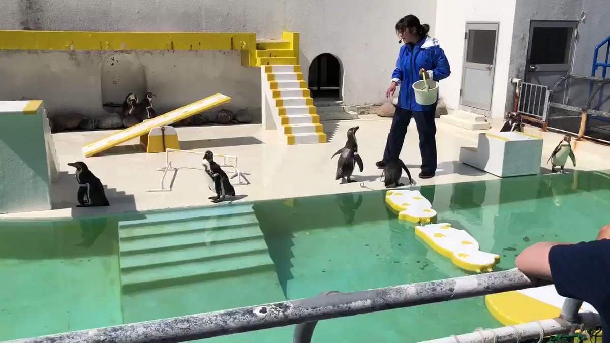 全く言う事を聞かないペンギンショーが逆に面白い Togetter