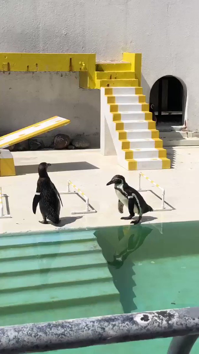 全く言う事を聞かないペンギンショーが逆に面白い Togetter 全く言う事を聞かないペンギンショーが逆に面白い Togetter