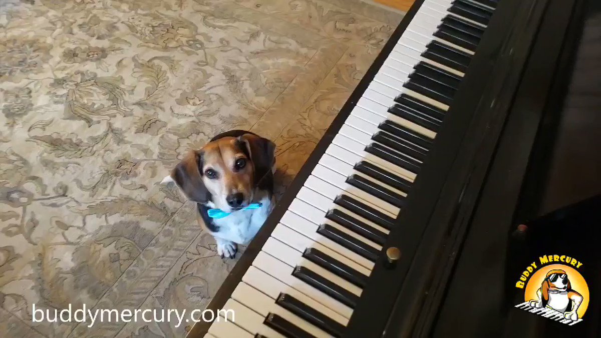 Fly me to the moonπ
Let me play among the stars
Let me see what spring is like
On a-Jupiter and Mars
In other words, give me a hamburger π
In other words, I love you! Arooo!!! #TuesdayMorning
#TuesdayThoughts #TuesdayMotivation
#dogs #HamburgerDay #buddymercury