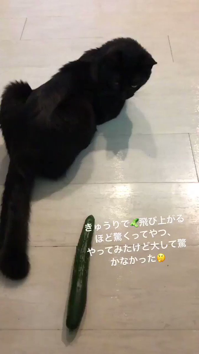 In S そーい きゅうり のやつやってみた 猫きゅうり