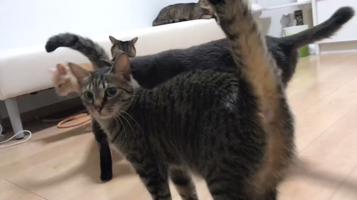 猫さんが居る整体院は待ち時間が幸せで もう少し待ってます と言いたくなる メンタルも回復できる Togetter