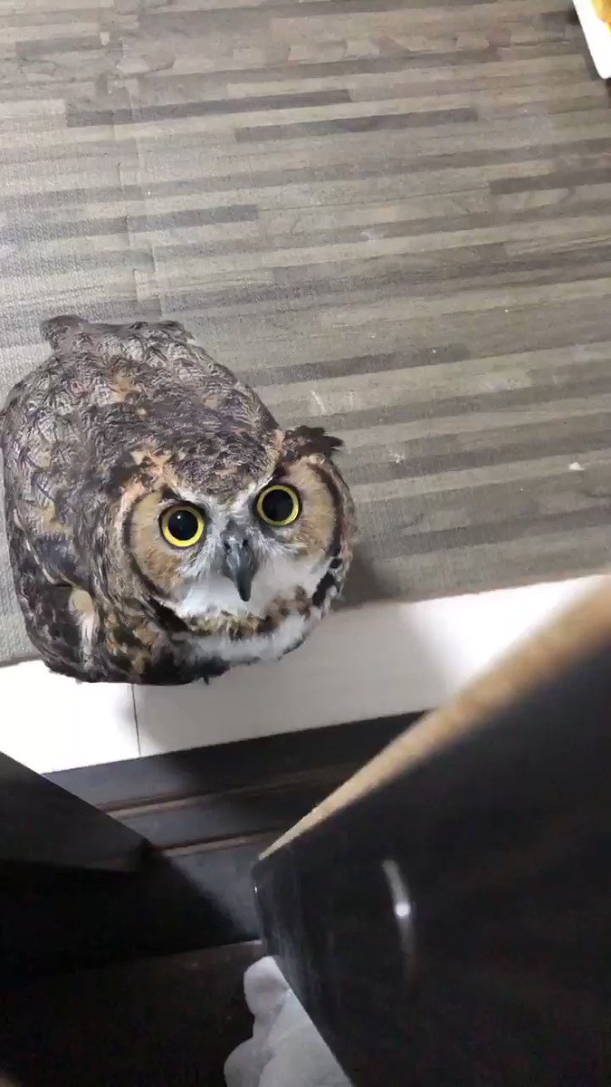 福告幻獣 ぶどうスカッシュちゃん - 通販 - gnlexpress.ch