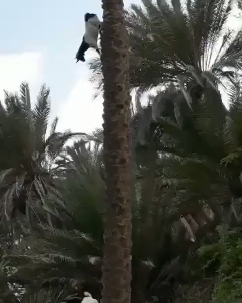 Goats defying the laws of physics 😳https://t.co/0JD6Ogb2dj