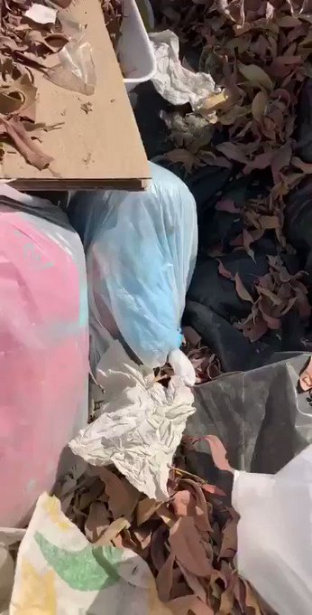 Embedded video