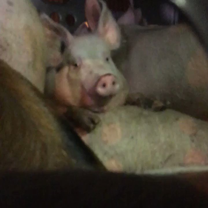 I filmed this sad pig staring blankly as he arrived at a slaughterhouse in Los Angeles last year. The terror we make farm animals endure must end. ๐ @la_animalsave