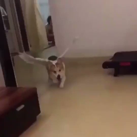 本物の天使に見える動画👼🐶❤️
#犬動画 #犬 #犬好きさんと繋がりたい https://t.co/uUs7EDj0MB