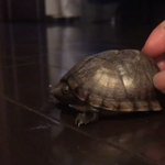 チョロqのように走る亀 Togetter