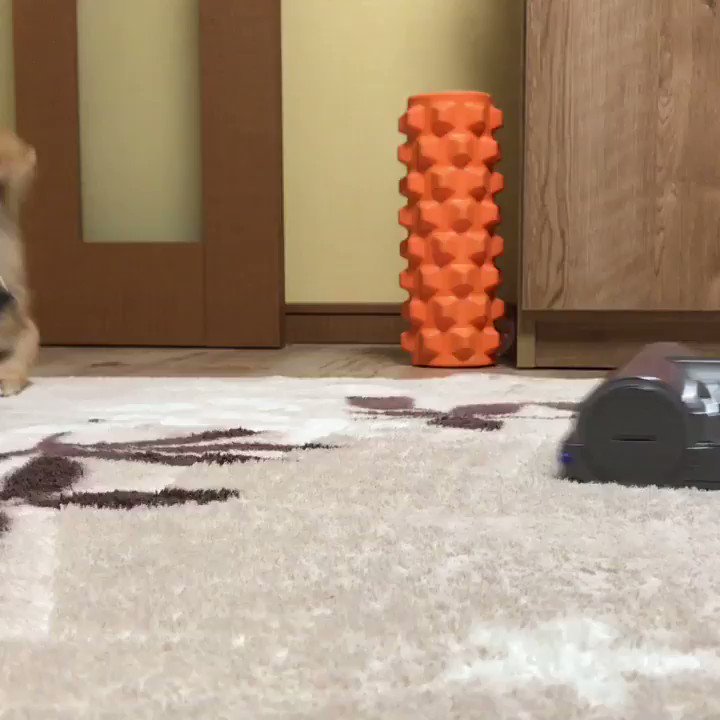 バウワウクラブ パピークラブ 代表 Puppy1122nao Twitter