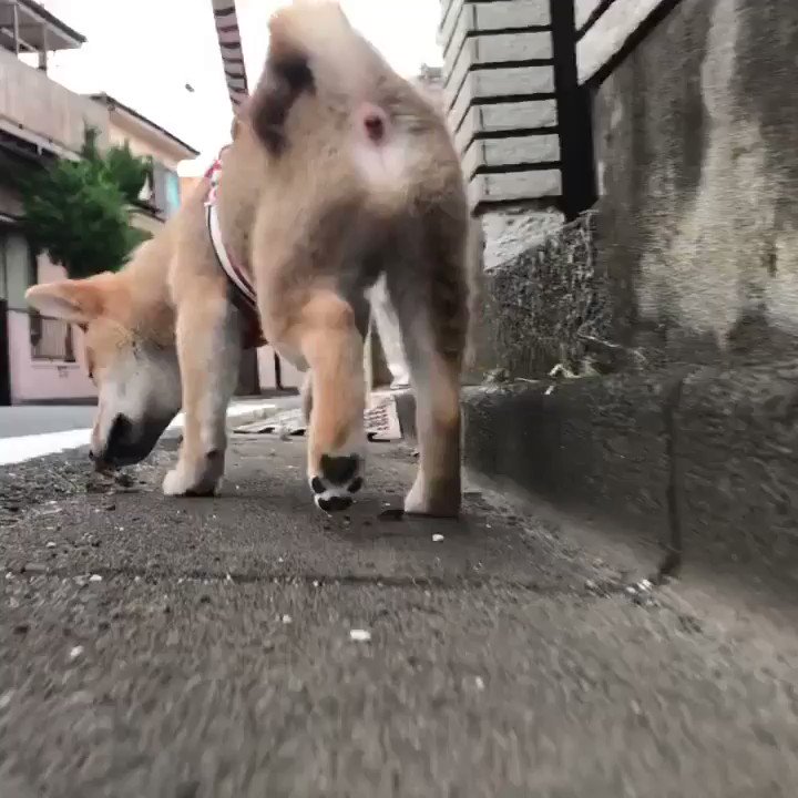 バウワウクラブ パピークラブ 代表 Puppy1122nao Twitter
