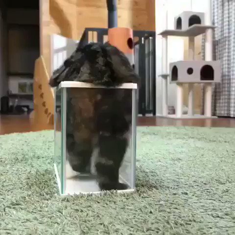 猫ちゃんが狭い箱のなかでゴロンゴロンする Togetter